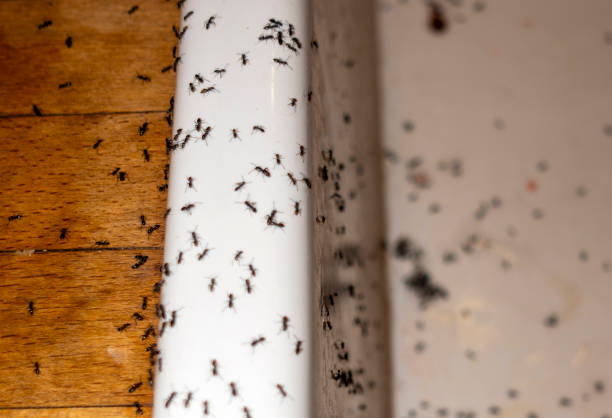 Best Exterminator Services  in Salina, KS