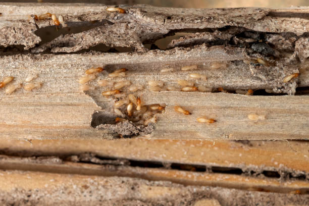 Best Wildlife Control Services  in Salina, KS